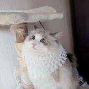 ヒメ日記 2025/12/19 18:03 投稿 ユーコ☆金津随一の神業テク ヴィーナス(金津園)