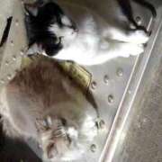 ヒメ日記 2025/12/20 12:18 投稿 ユーコ☆金津随一の神業テク ヴィーナス(金津園)