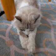 ヒメ日記 2025/12/24 18:18 投稿 ユーコ☆金津随一の神業テク ヴィーナス(金津園)