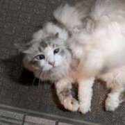 ヒメ日記 2025/12/26 17:48 投稿 ユーコ☆金津随一の神業テク ヴィーナス(金津園)