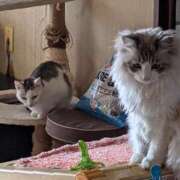 ヒメ日記 2026/01/01 18:18 投稿 ユーコ☆金津随一の神業テク ヴィーナス(金津園)