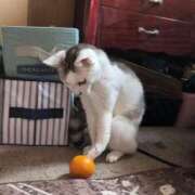 ヒメ日記 2026/01/02 21:33 投稿 ユーコ☆金津随一の神業テク ヴィーナス(金津園)