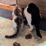 ヒメ日記 2026/01/16 18:21 投稿 ユーコ☆金津随一の神業テク ヴィーナス(金津園)