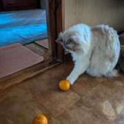 ヒメ日記 2026/01/20 18:06 投稿 ユーコ☆金津随一の神業テク ヴィーナス(金津園)