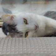 ヒメ日記 2026/01/25 19:48 投稿 ユーコ☆金津随一の神業テク ヴィーナス(金津園)