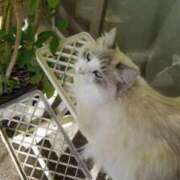 ヒメ日記 2026/01/30 17:51 投稿 ユーコ☆金津随一の神業テク ヴィーナス(金津園)