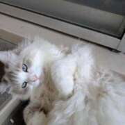 ヒメ日記 2026/02/12 17:57 投稿 ユーコ☆金津随一の神業テク ヴィーナス(金津園)