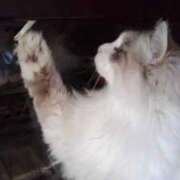 ユーコ☆金津随一の神業テク 軽やか ヴィーナス(金津園)