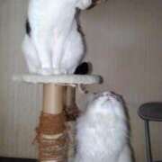 ヒメ日記 2026/03/30 18:33 投稿 ユーコ☆金津随一の神業テク ヴィーナス(金津園)