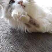 ヒメ日記 2026/04/01 18:27 投稿 ユーコ☆金津随一の神業テク ヴィーナス(金津園)