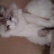 ヒメ日記 2026/04/09 12:12 投稿 ユーコ☆金津随一の神業テク ヴィーナス(金津園)