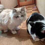 ヒメ日記 2026/04/12 12:19 投稿 ユーコ☆金津随一の神業テク ヴィーナス(金津園)