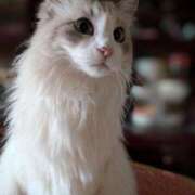 ヒメ日記 2026/04/15 18:30 投稿 ユーコ☆金津随一の神業テク ヴィーナス(金津園)