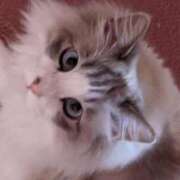 ヒメ日記 2026/04/29 18:21 投稿 ユーコ☆金津随一の神業テク ヴィーナス(金津園)