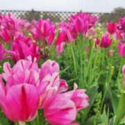 ヒメ日記 2026/04/22 18:45 投稿 レイ☆憧れの潜在美脚的なお嬢様 ヴィーナス(金津園)