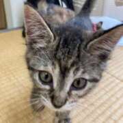 ヒメ日記 2025/06/19 13:06 投稿 しの 人妻美人館