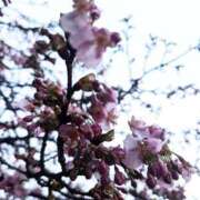 ヒメ日記 2026/04/07 10:04 投稿 城崎もも 言葉責めＭ性感イッツブーリー（横浜ハレ系）