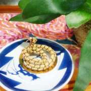 ヒメ日記 2025/01/03 09:07 投稿 なな 桃李（とうり）