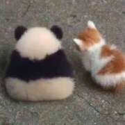 ヒメ日記 2025/01/24 09:54 投稿 なな 桃李（とうり）