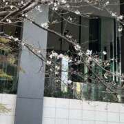 ヒメ日記 2025/03/27 09:38 投稿 なな 桃李（とうり）