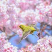 ヒメ日記 2025/04/04 09:44 投稿 なな 桃李（とうり）