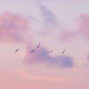 ヒメ日記 2025/04/11 09:44 投稿 なな 桃李（とうり）