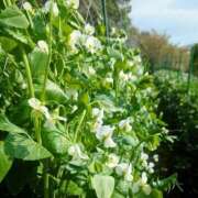 ヒメ日記 2025/04/11 14:44 投稿 なな 桃李（とうり）