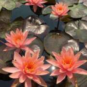 ヒメ日記 2025/06/09 11:24 投稿 なな 桃李（とうり）