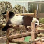 ヒメ日記 2025/06/24 08:20 投稿 なな 桃李（とうり）