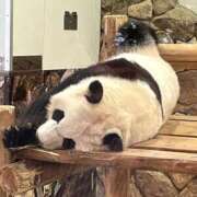 ヒメ日記 2025/06/24 14:44 投稿 なな 桃李（とうり）