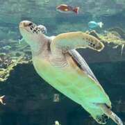 ヒメ日記 2025/07/15 14:45 投稿 なな 桃李（とうり）