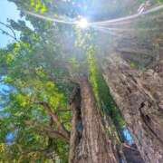 ヒメ日記 2025/07/24 08:14 投稿 なな 桃李（とうり）