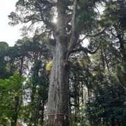 ヒメ日記 2025/07/29 14:34 投稿 なな 桃李（とうり）