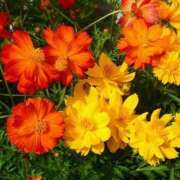 ヒメ日記 2025/11/30 10:35 投稿 みる 待ちナビ