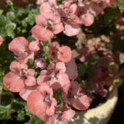 ヒメ日記 2025/01/21 16:40 投稿 いろは 奥鉄オクテツ大阪