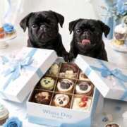 ヒメ日記 2026/03/14 11:05 投稿 りつこ 奥鉄オクテツ大阪