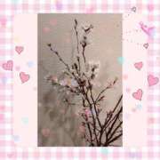 ヒメ日記 2024/12/14 06:44 投稿 しいな 妻天 京橋店