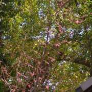 ヒメ日記 2025/02/26 15:23 投稿 しいな 妻天 京橋店