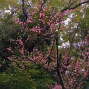 ヒメ日記 2025/03/05 14:15 投稿 しいな 妻天 京橋店