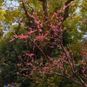 ヒメ日記 2025/03/14 15:12 投稿 しいな 妻天 京橋店