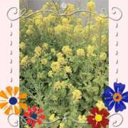 ヒメ日記 2025/03/24 06:03 投稿 しいな 妻天 京橋店