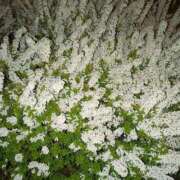 ヒメ日記 2025/04/04 12:09 投稿 しいな 妻天 京橋店