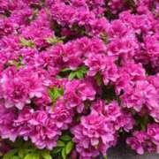 ヒメ日記 2025/04/24 15:14 投稿 しいな 妻天 京橋店