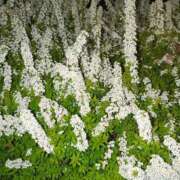 ヒメ日記 2025/05/11 18:09 投稿 しいな 妻天 京橋店