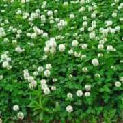 ヒメ日記 2025/05/31 06:15 投稿 しいな 妻天 京橋店