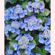 ヒメ日記 2025/06/02 07:55 投稿 しいな 妻天 京橋店