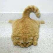 ヒメ日記 2025/06/15 06:04 投稿 しいな 妻天 京橋店