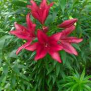 ヒメ日記 2025/06/17 06:02 投稿 しいな 妻天 京橋店