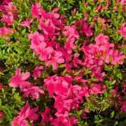 ヒメ日記 2025/06/18 07:02 投稿 しいな 妻天 京橋店