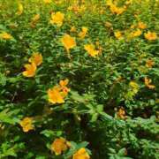 ヒメ日記 2025/06/24 05:18 投稿 しいな 妻天 京橋店